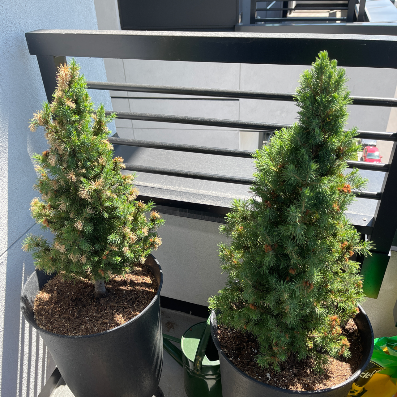 Two Dwarf Alberta Spruce plants in pots, one with significant browning and the other healthier.
