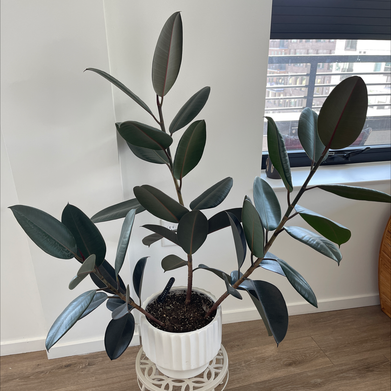 Photo of the plant species Rubber Plant by @Haley named Scarlett on Greg, the plant care app