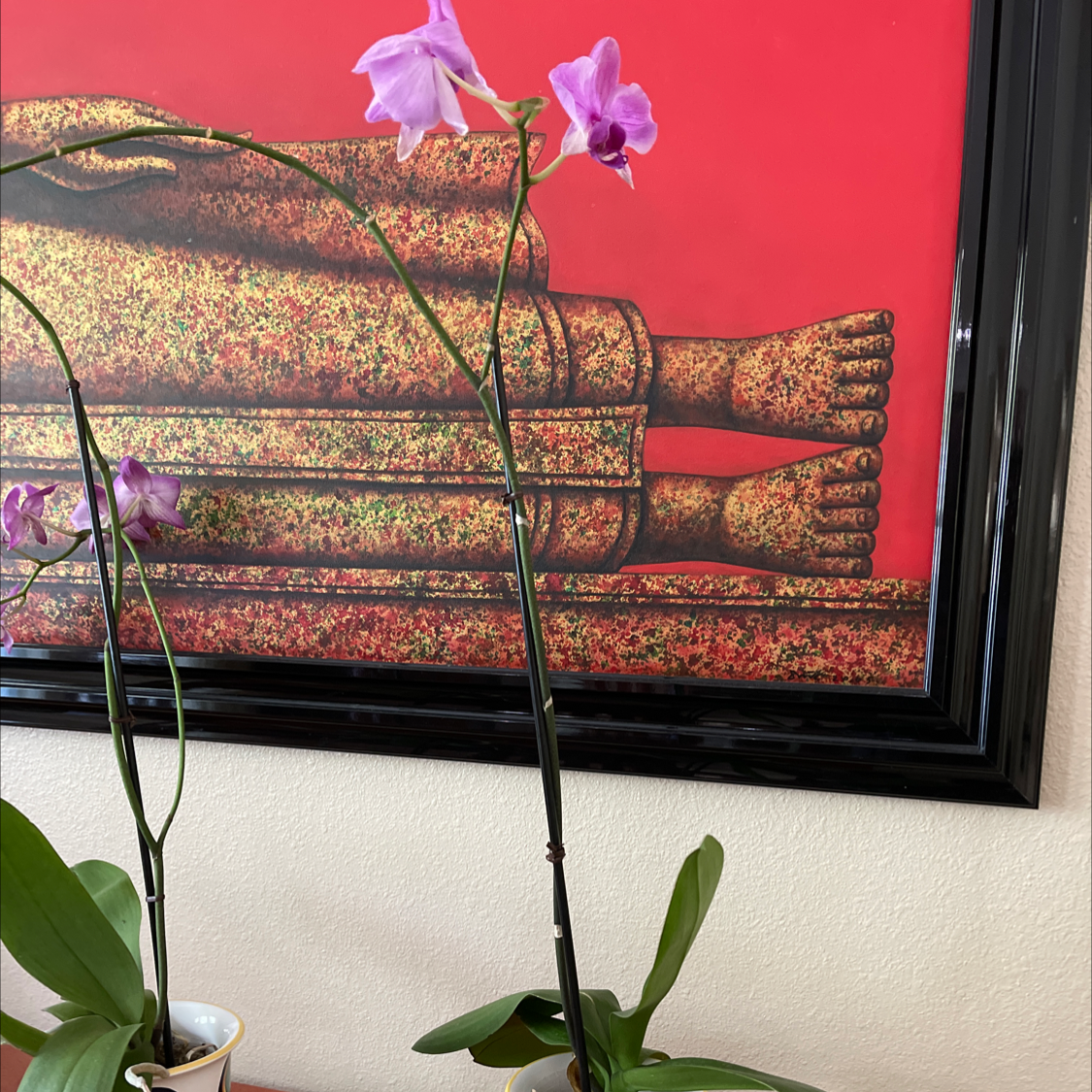 Photo of the plant species Tuberous Grasspink by @VibrantBigmuhly named Your plant on Greg, the plant care app