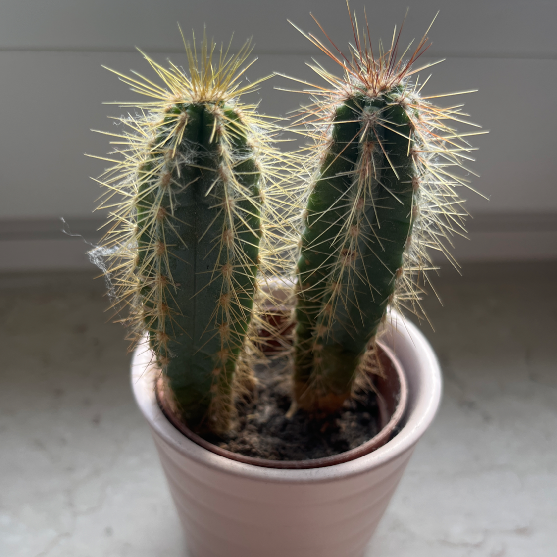 Photo of the plant species Cephalocereus polylophus by @FirstratePepper named Spike Leaves on Greg, the plant care app