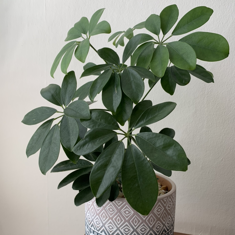 Photo of the plant species Dwarf Umbrella Tree by @tasiamoch named Survivor on Greg, the plant care app