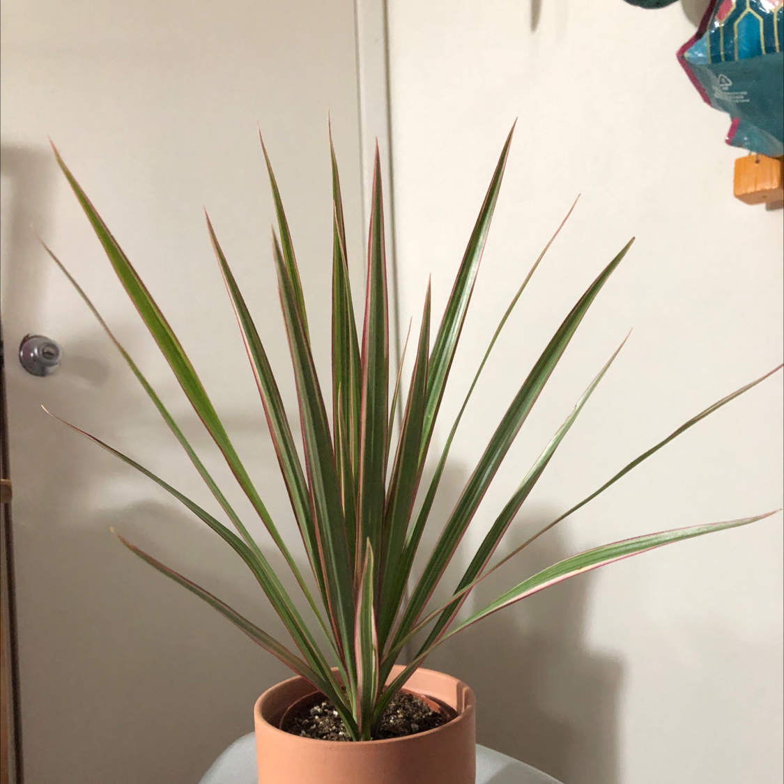 Potted Magenta Dragon Tree with long, narrow leaves and magenta edges.
