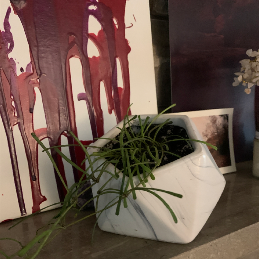 Potted Grass-leaved Hoya plant with long, thin leaves in a white pot, set against a background with artwork.