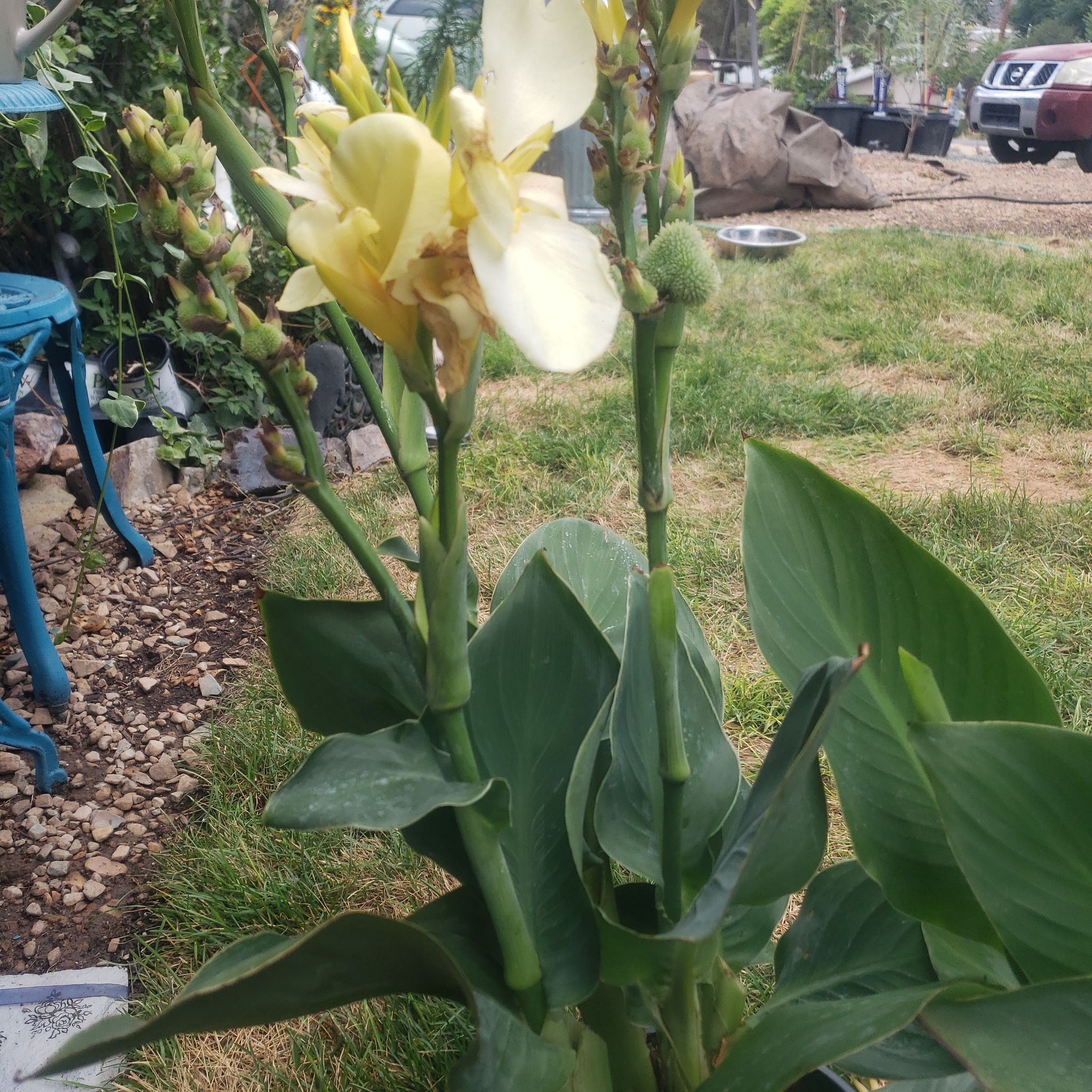 Photo of the plant species Canna Lily by @CapableJuniper named Lily on Greg, the plant care app