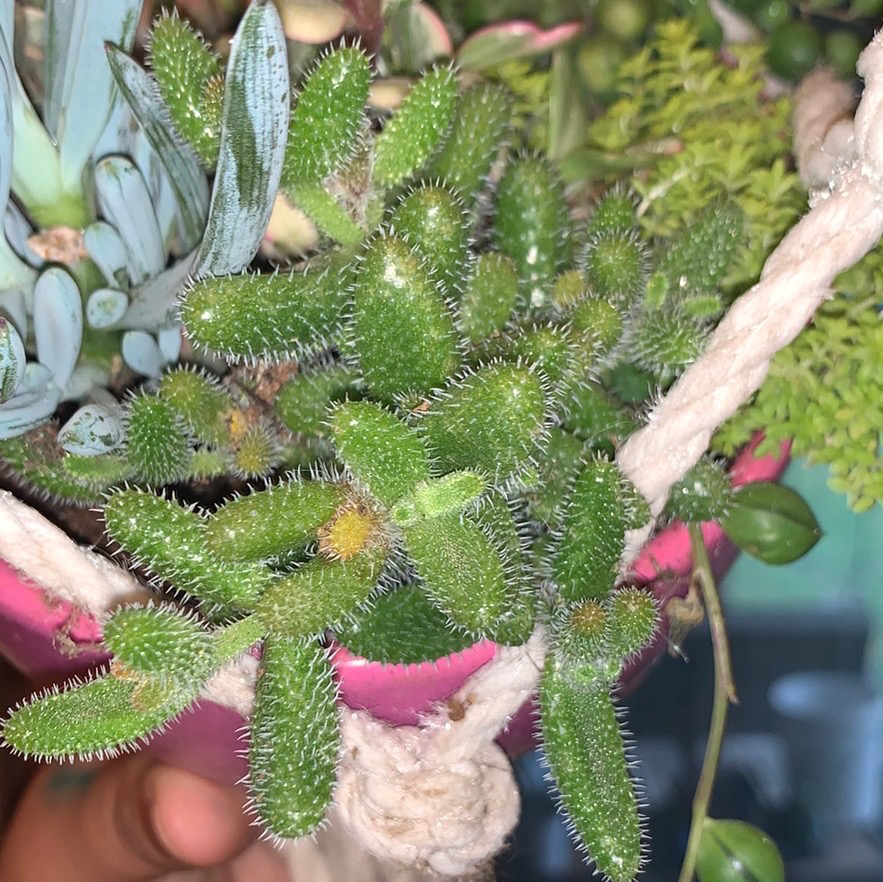 Pickle Plant with green, spiky leaves in a hanging pot, hand visible in lower left.