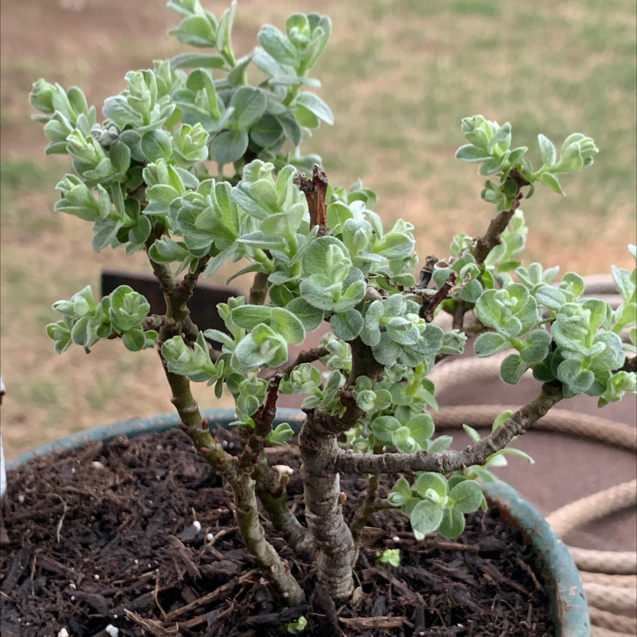 Photo of the plant species Boyd's Willow by @happyplantdaddy named Treeyónce on Greg, the plant care app