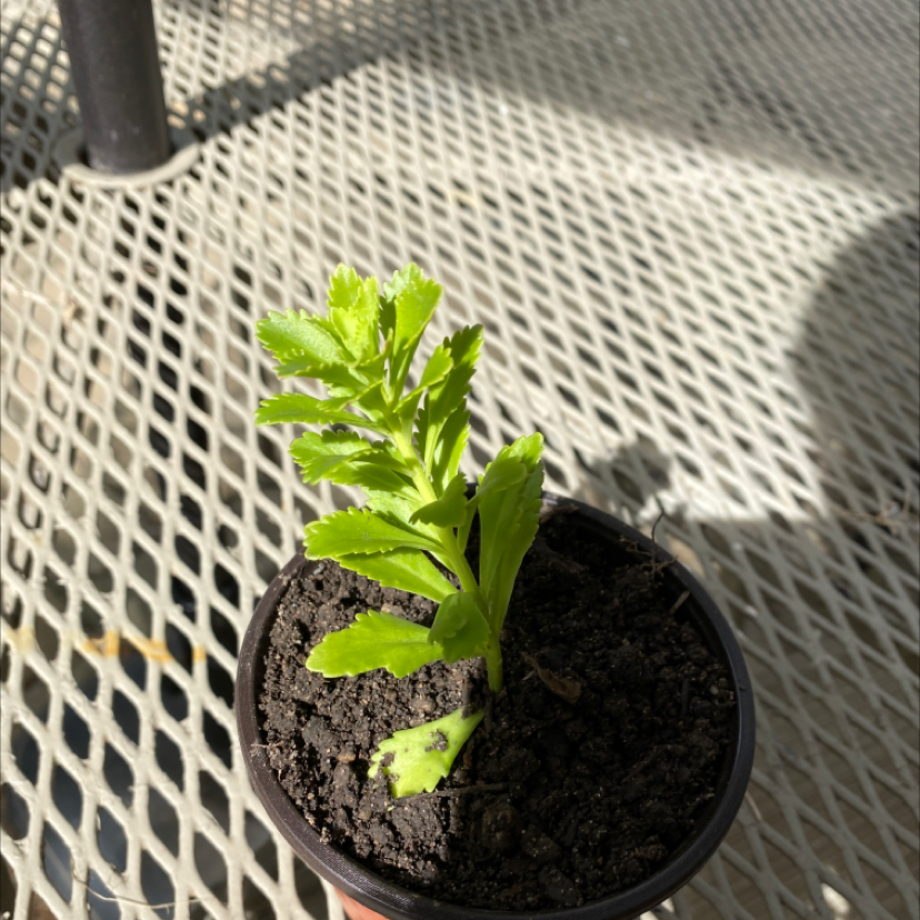 Plant care for Assorted Stomatium on Greg, the plant care app