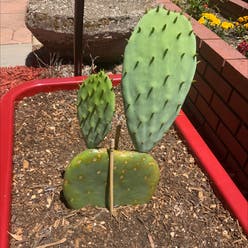 Prickly Pear Cactus plant