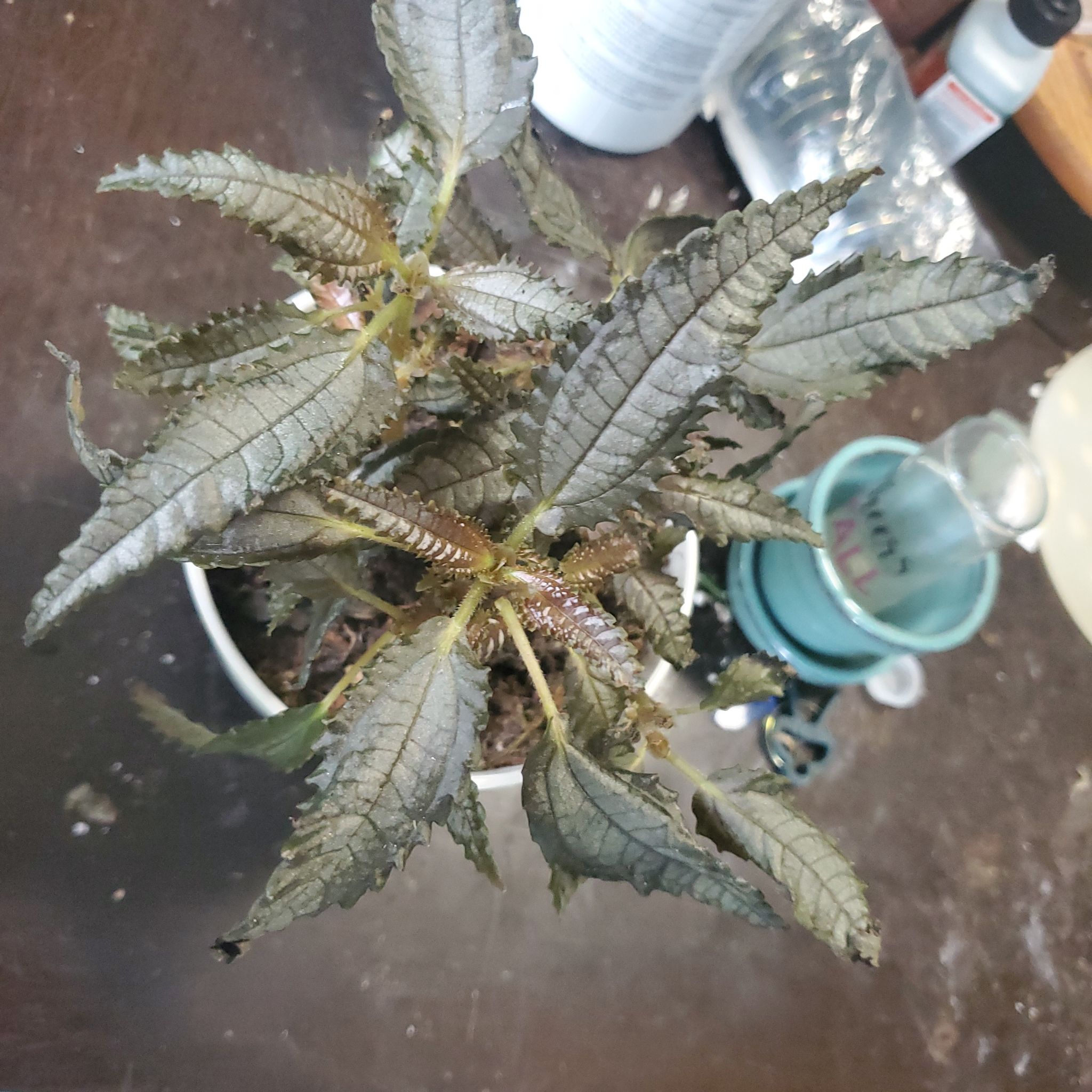 Photo of the plant species Black Varnish Eranthemum by @planntpaarennt named Sherry on Greg, the plant care app