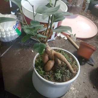 Ficus Ginseng plant in Texas City, Texas