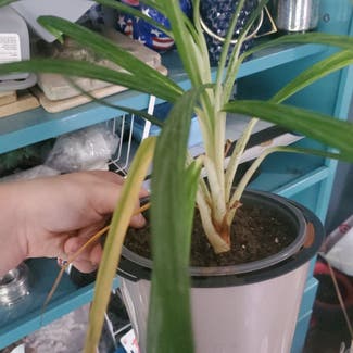 Spider Plant plant in Texas City, Texas