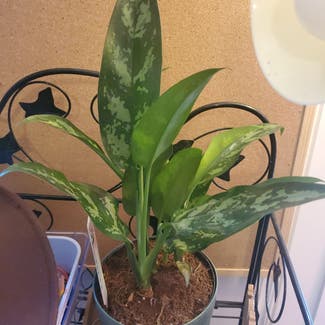 Chinese Evergreen plant in Texas City, Texas