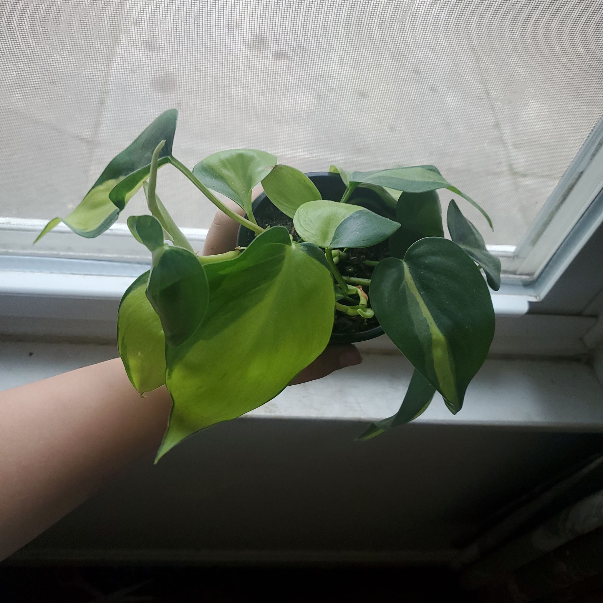 Brazil Philodendron plant with a mix of green and yellowing leaves, held by a hand near a window.
