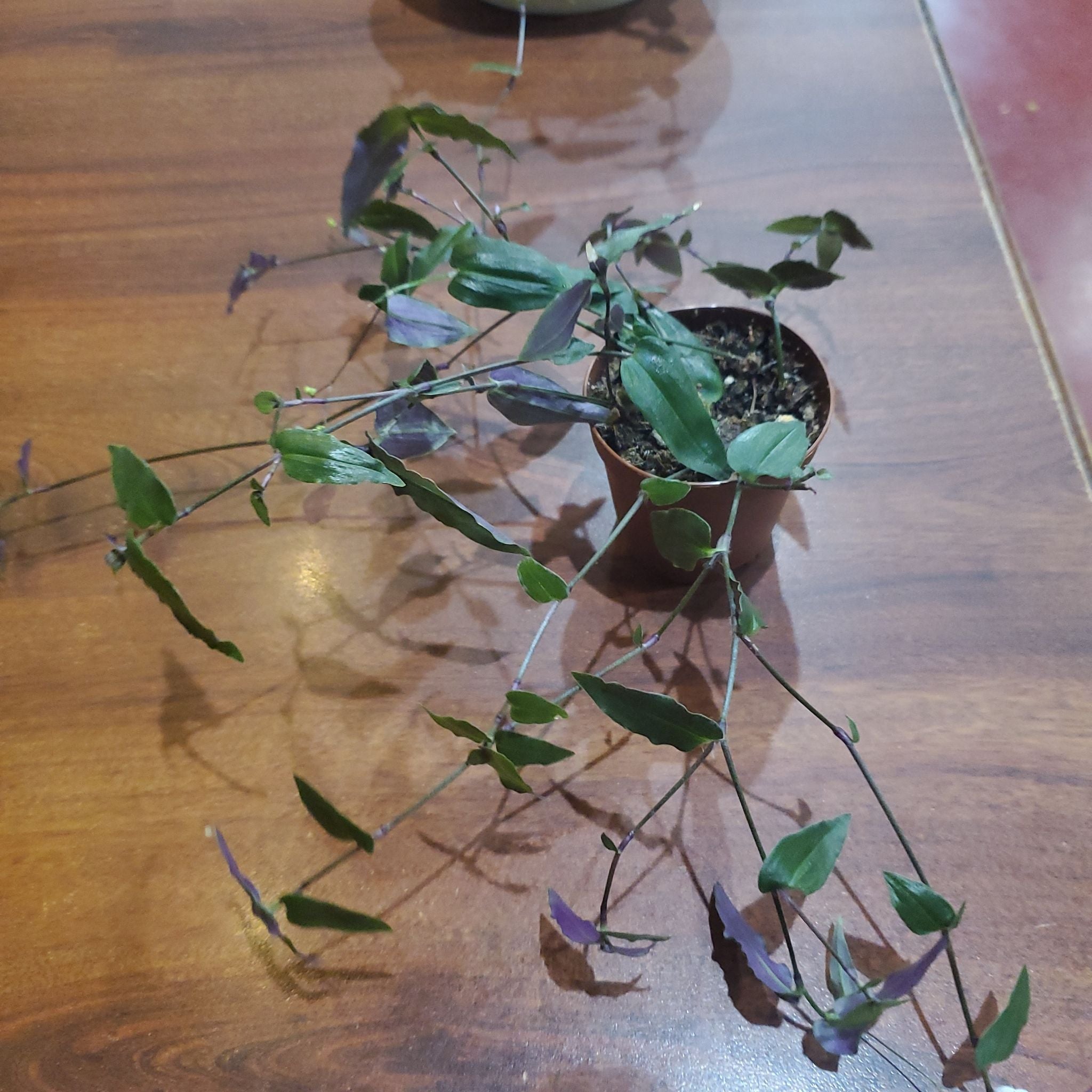 Potted Tahitian Bridal Veil plant with trailing stems and small green leaves.