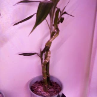 Lucky Bamboo plant in Fond du Lac, Wisconsin