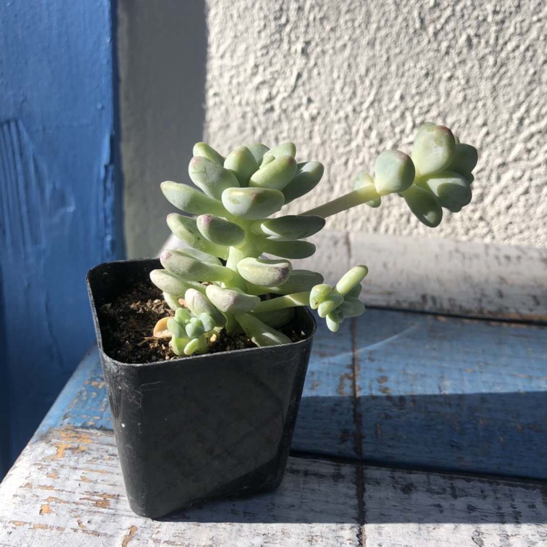 Photo of the plant species Pachyphytum werdermannii by Emily named Renaldo on Greg, the plant care app