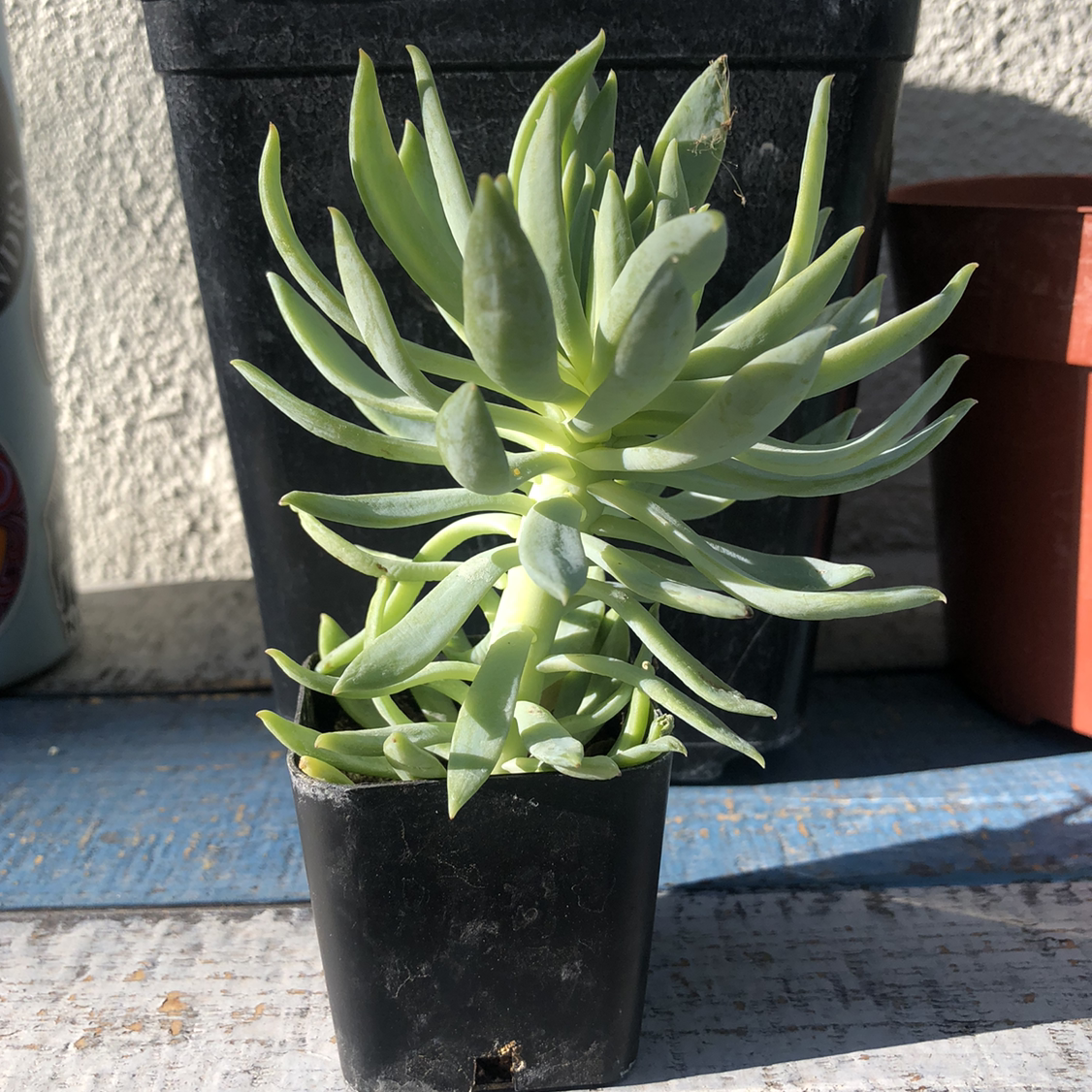 Healthy Succulent Bush Senecio in a small black pot.