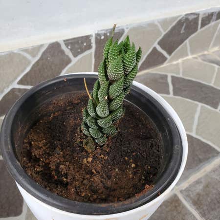 Photo of the plant species Bunched Haworthia by @DirectGasteria named Bella on Greg, the plant care app