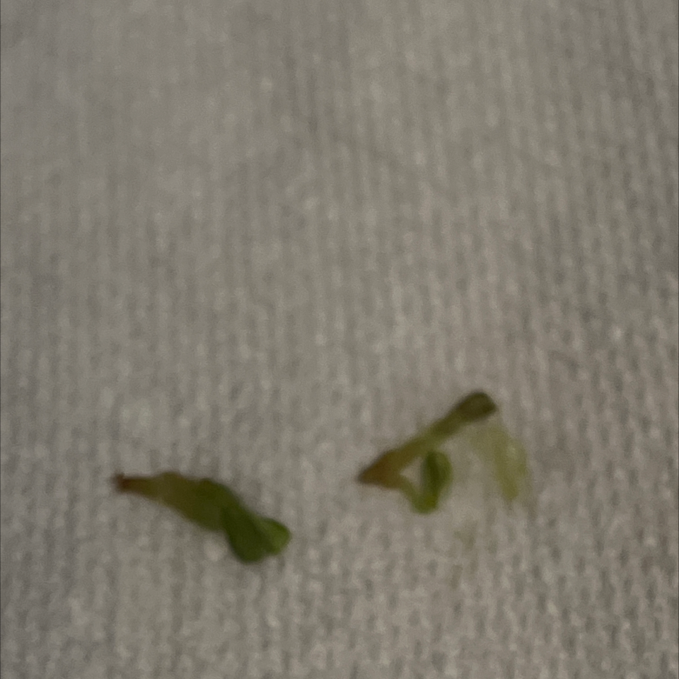 Photo of the plant species Walking Fern by @CleanBanana named Thompson grapes on Greg, the plant care app