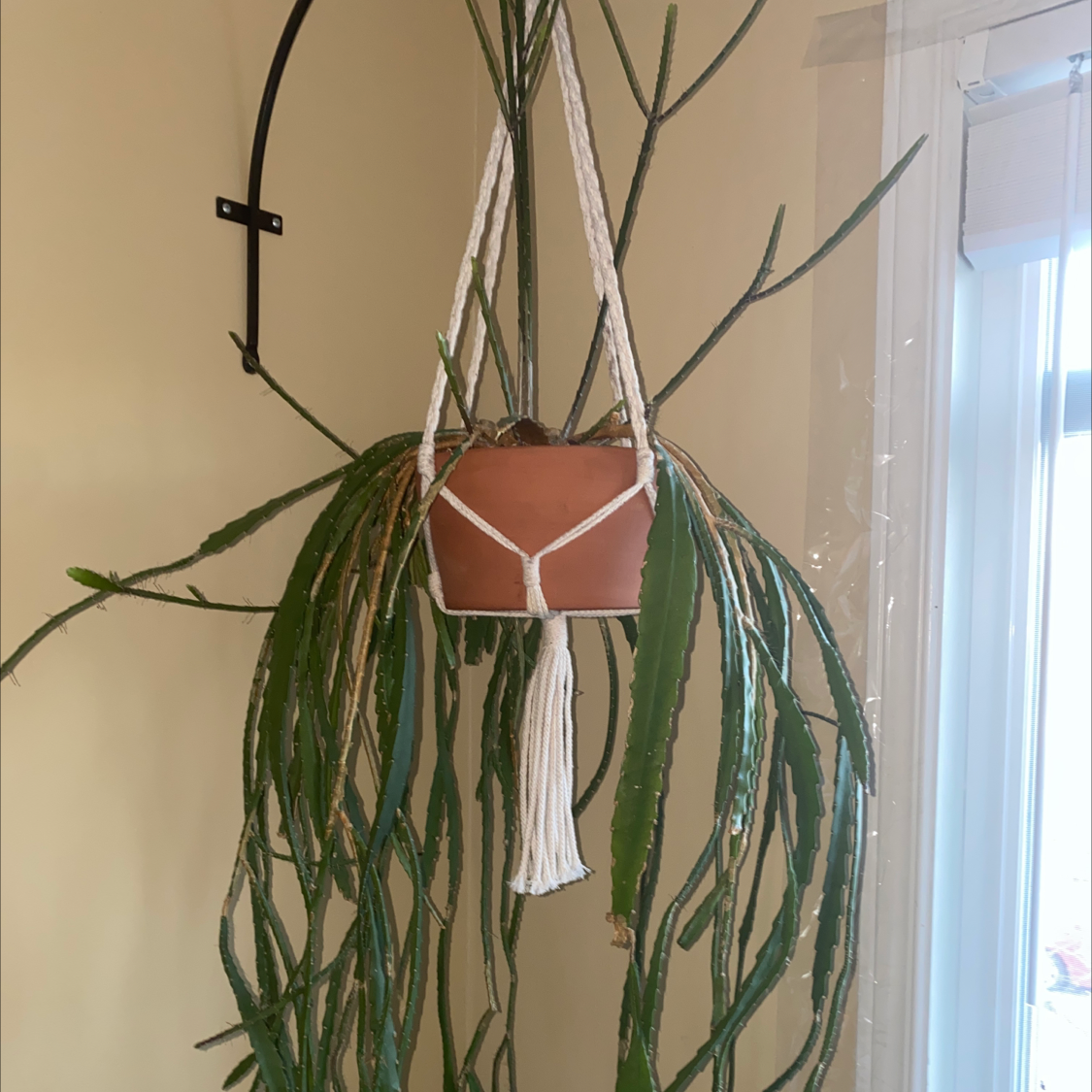 Red Orchid Cactus in a hanging pot with elongated stems, some yellowing and browning visible.