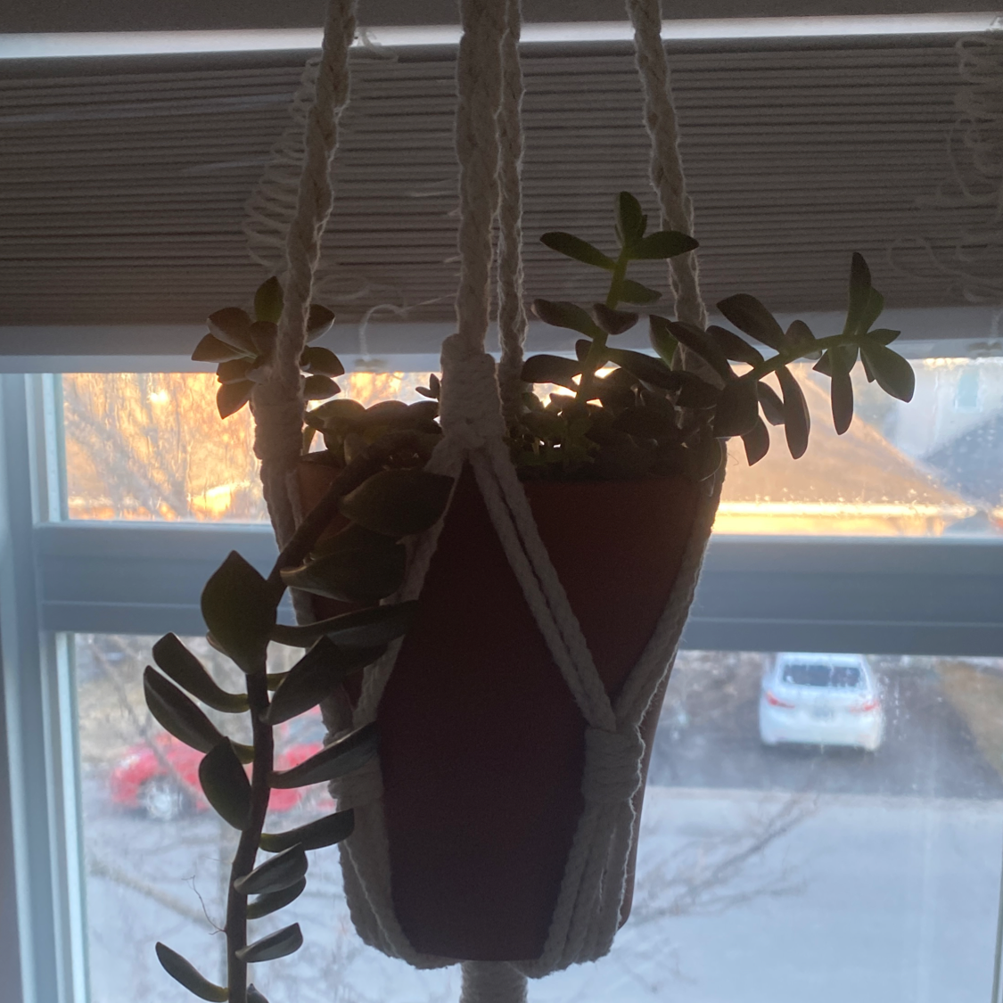 Hanging Pachyphytum hookeri plant in a macrame holder near a window.