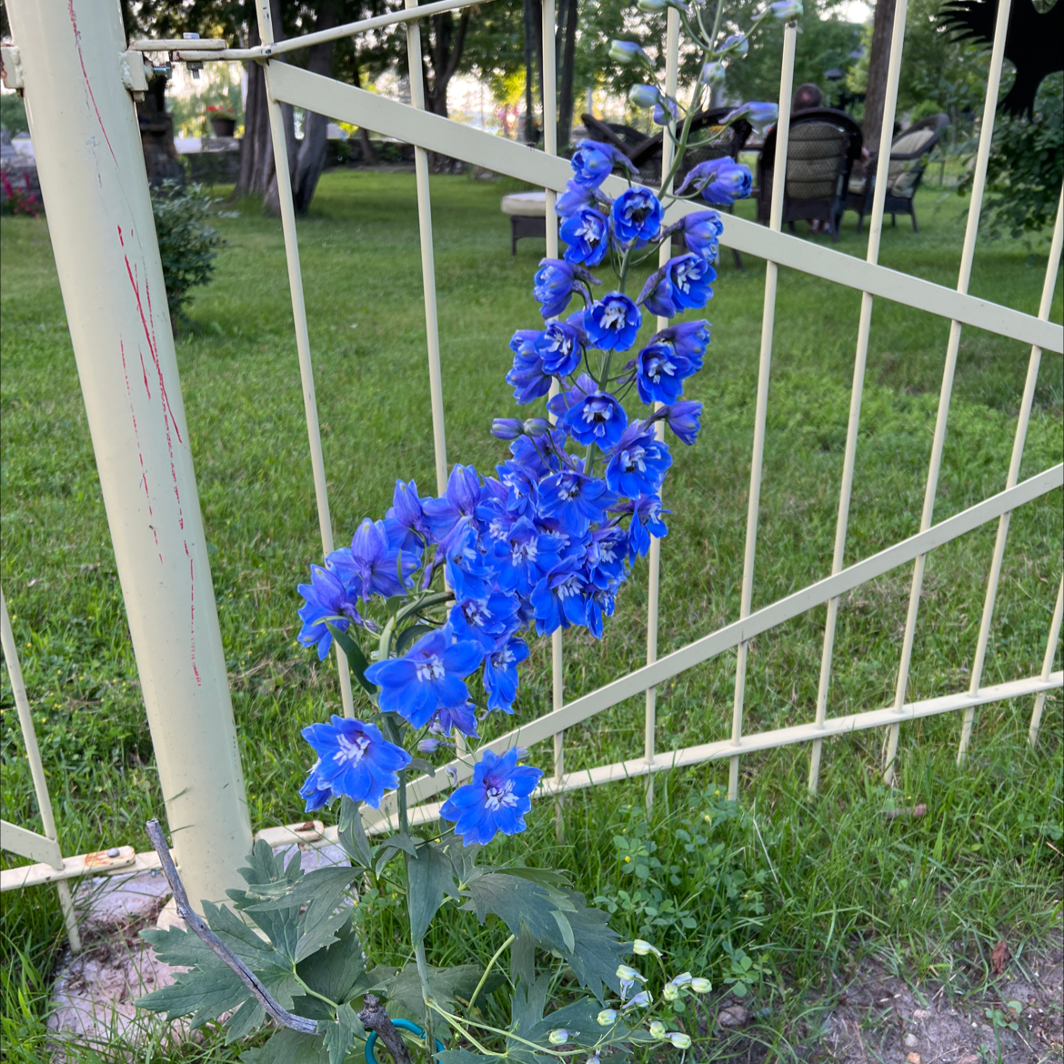 Candle Larkspur plant with vibrant blue flowers near a fence.