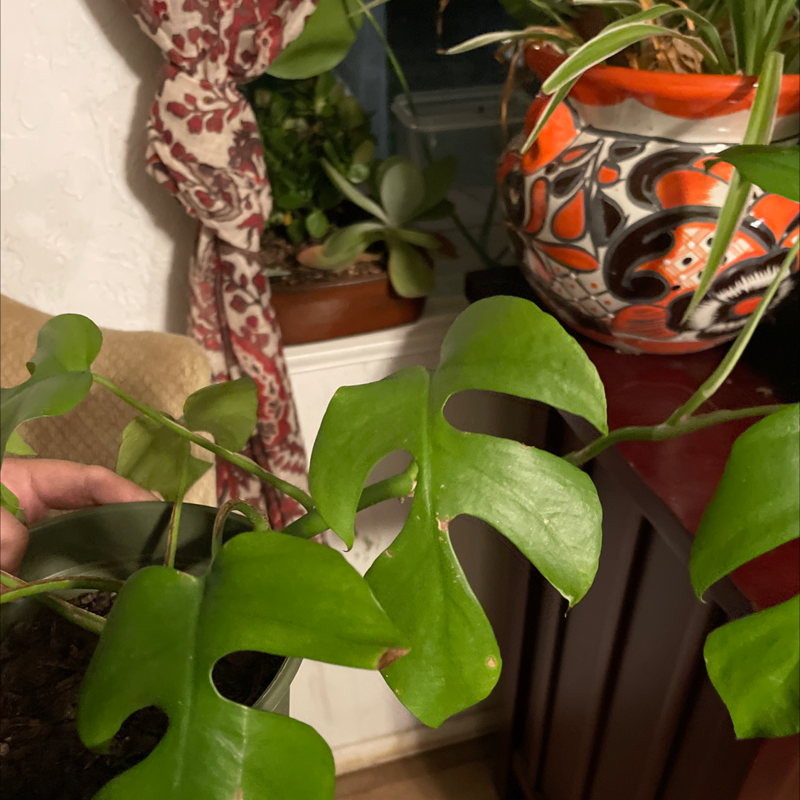 Monstera plant photo by Chelsea named Mollie on Greg, the plant care app.