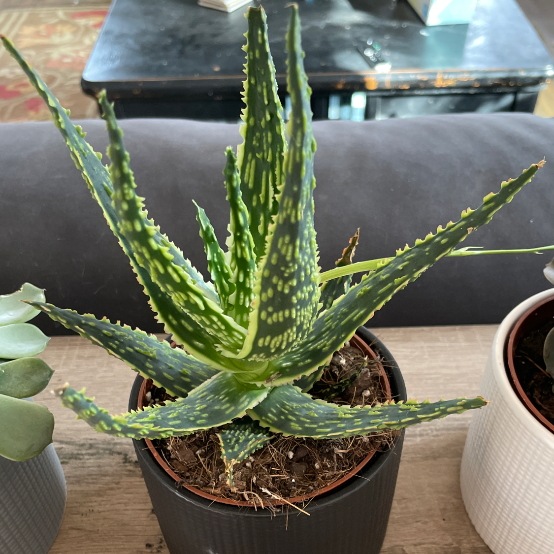 Broad-Leaved Aloe plant in a pot with vibrant green leaves and white spots.