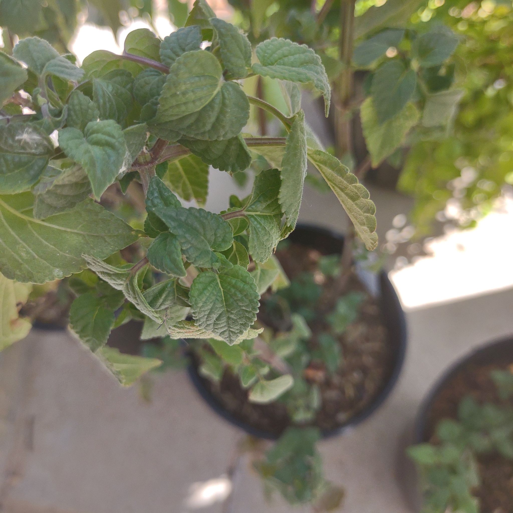 Image of a Baby Sage plant with green leaves in a pot. Soil is visible.