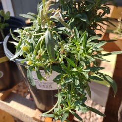 Common Snapdragon plant