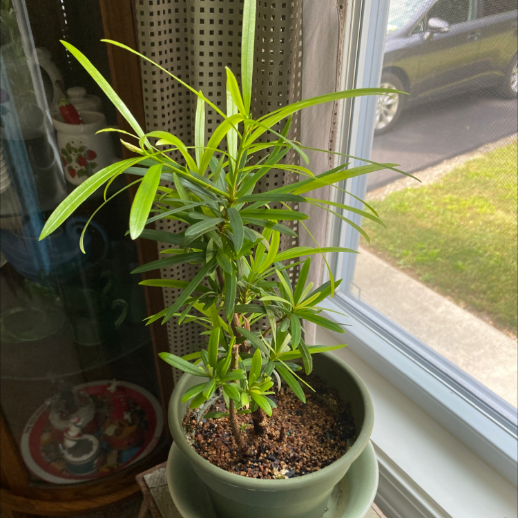 Podocarpus plant in a pot near a window with visible soil and healthy green leaves.