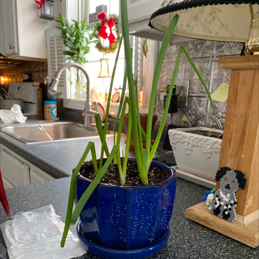 Paper White Narcissus plant in a blue pot on a kitchen counter.