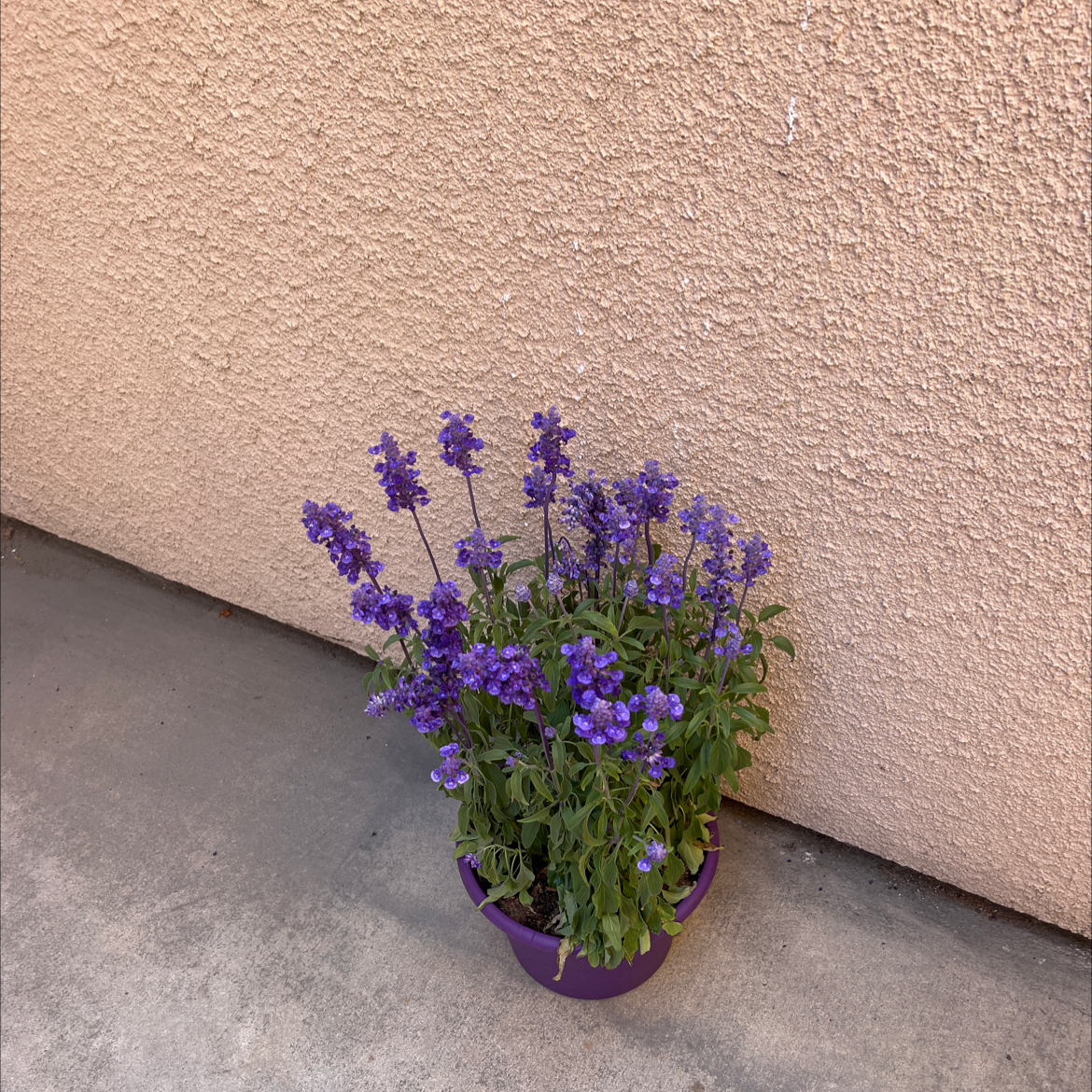 Potted Mealycup Sage plant with vibrant purple flowers against a textured wall.