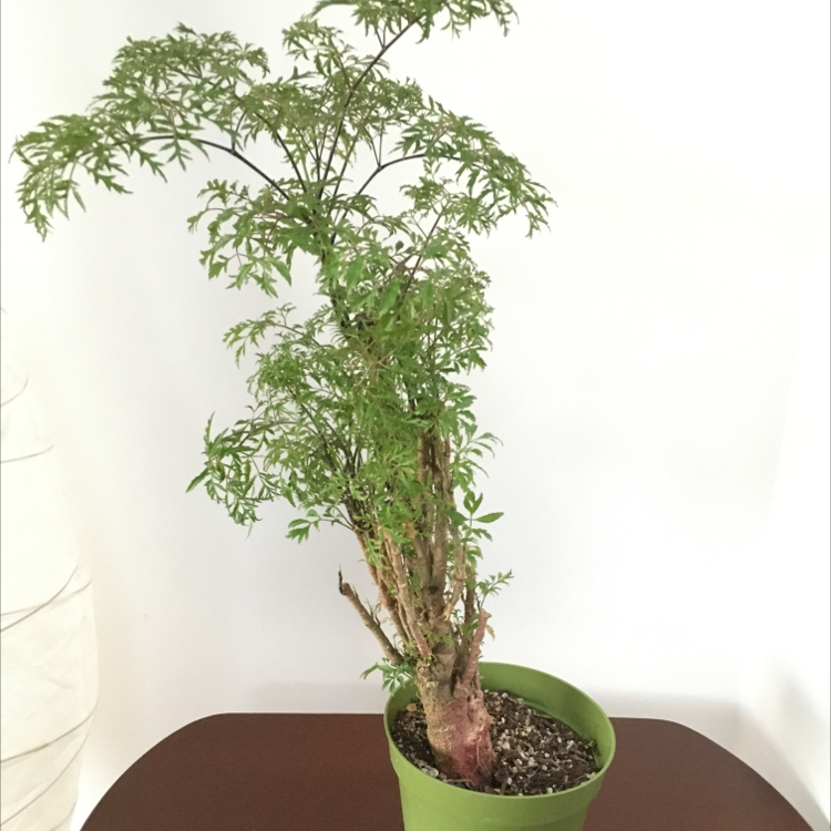 Potted Ming Aralia plant with green, finely divided leaves on a table.