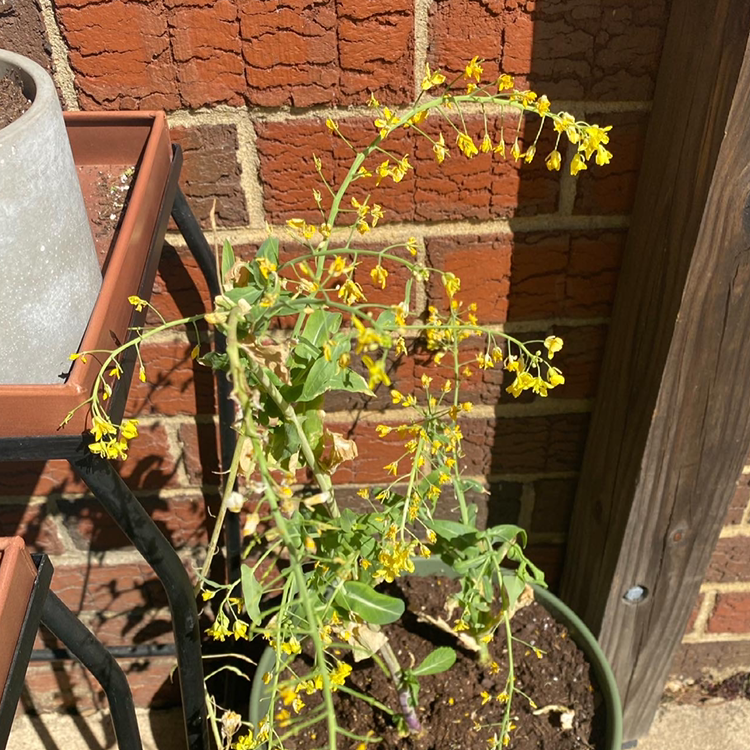Healthy, thriving wild cabbage plant with elongated stems, small yellow flowers, and deeply lobed green leaves, growing in a pot against a brick wall.