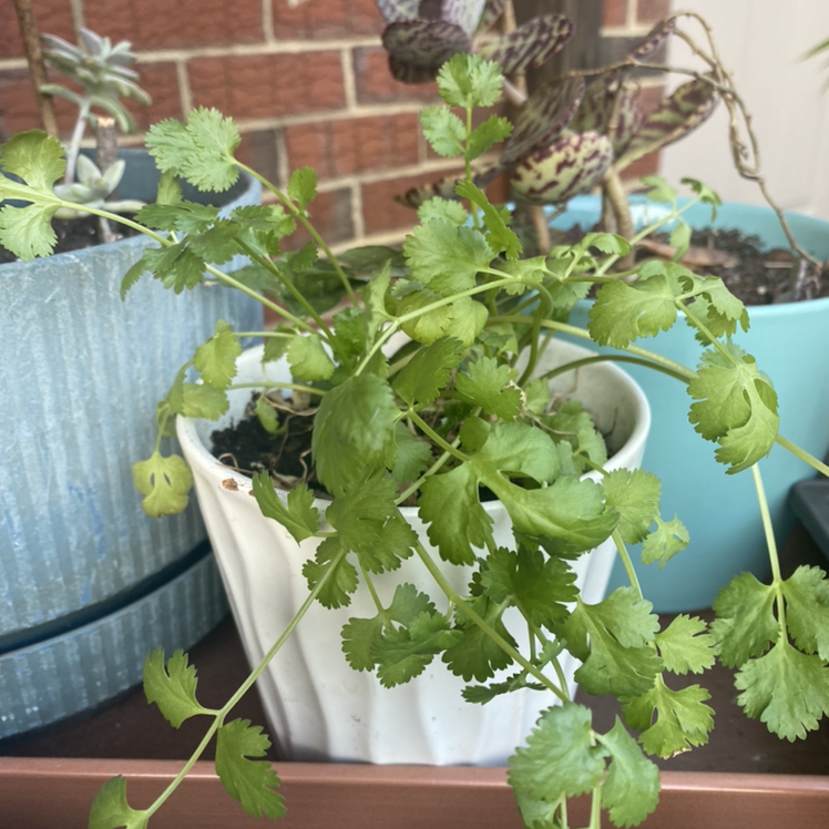 Potted coriander plant with green leaves, placed on a shelf with other plants in the background.