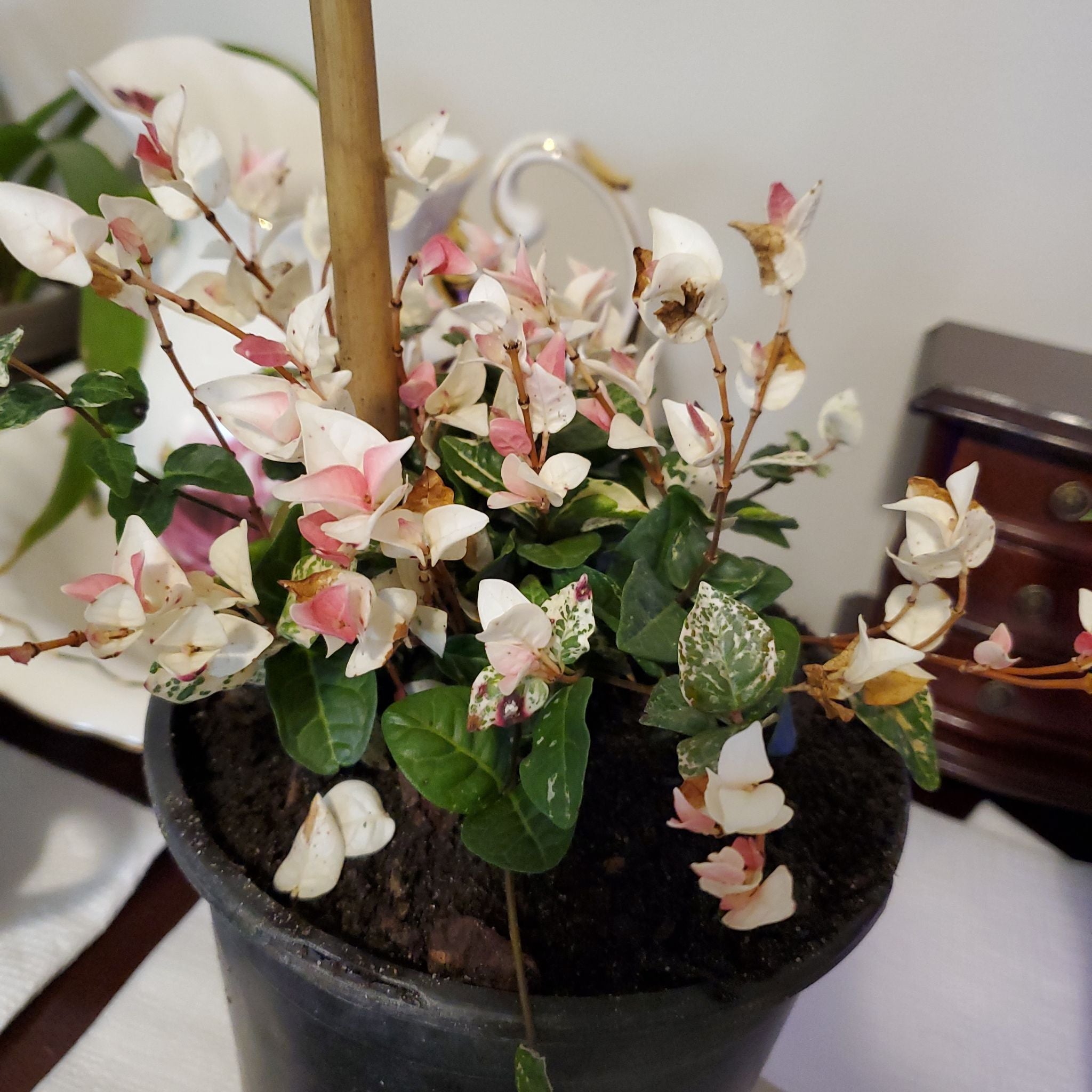 Why Are There Brown Spots on My Asian Jasmine?