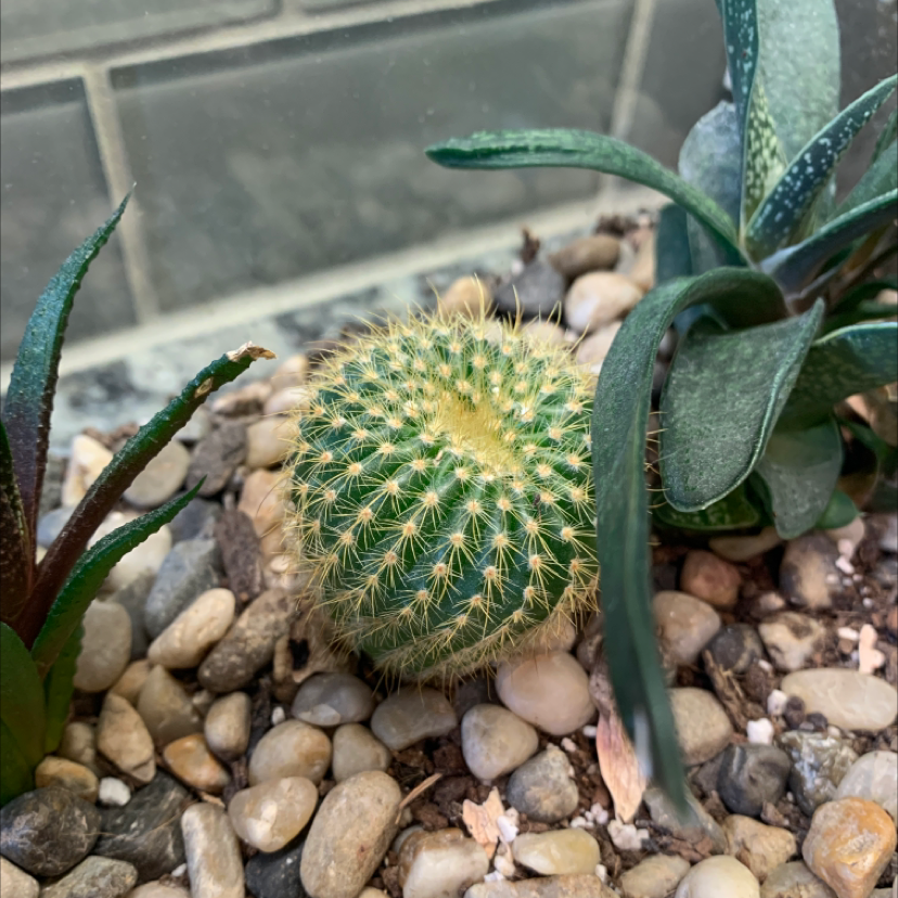 Close-up of a healthy, spherical Lace Hedgehog Cactus covered in dense, thin, yellowish-green spines, planted in rocky soil.