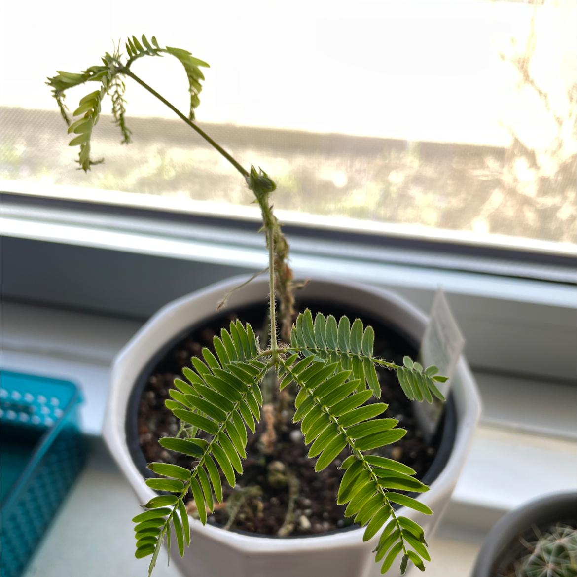 Potted Sensitive Plant (Mimosa pudica) with green, feathery leaves near a window.