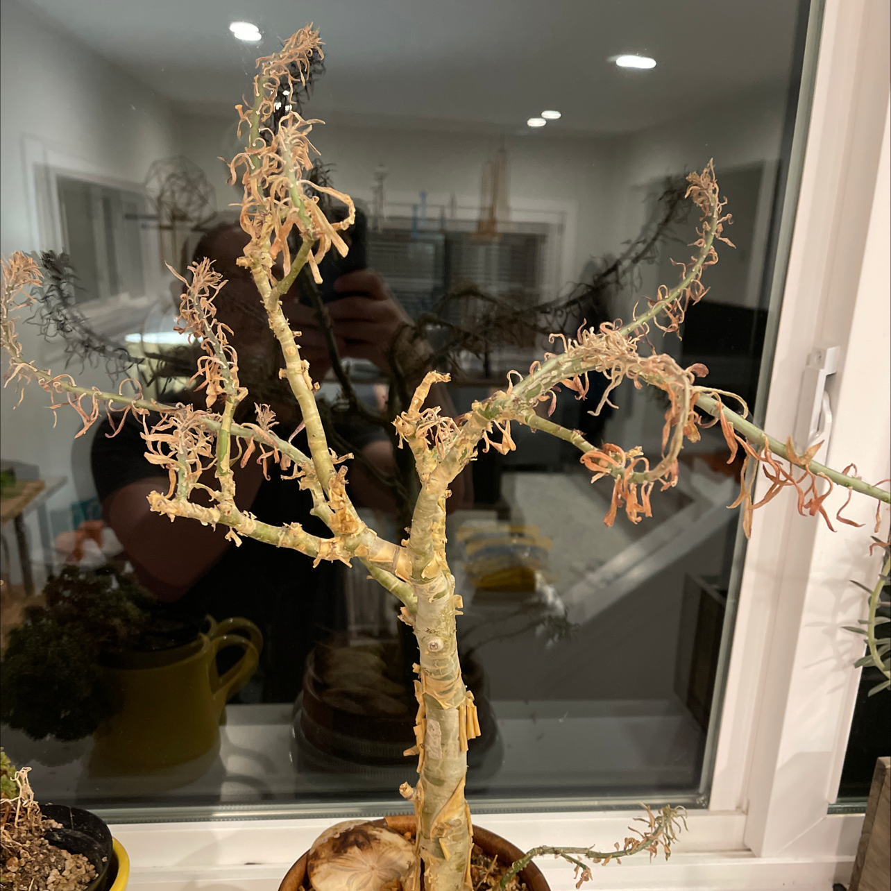 Photo of the plant species Sedum oxypetalum by Kellan named Sue on Greg, the plant care app
