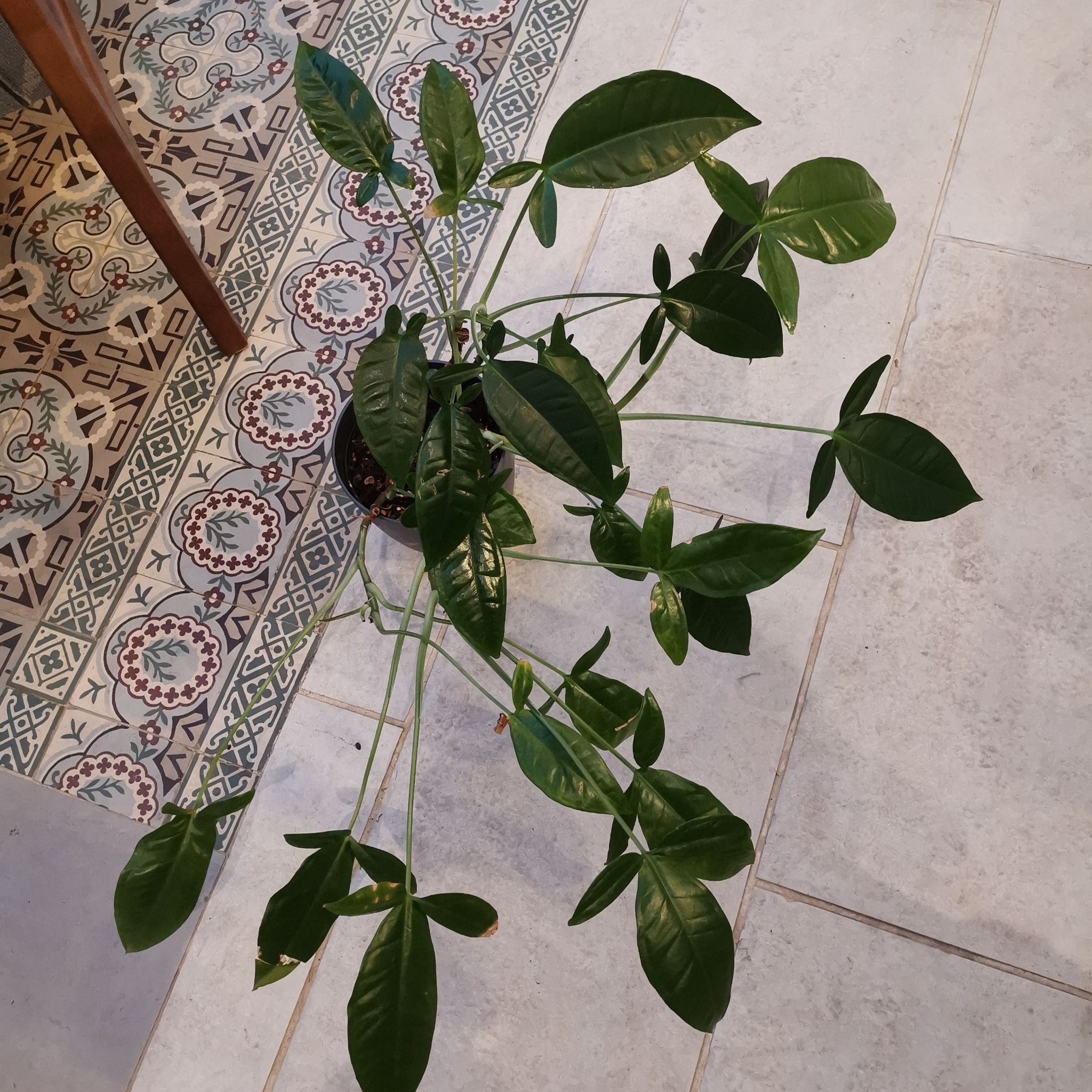 Photo of the plant species Syngonium 'Trileaf Wonder' by @DeftDuwei named Sherlock on Greg, the plant care app