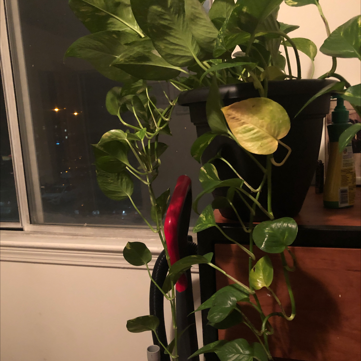 Taro Vine plant photo by @thenightyorb named Pete on Greg, the plant care app.
