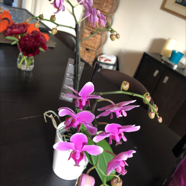 Photo of the plant species Purple Ground Orchid by Meryl  named Bella on Greg, the plant care app