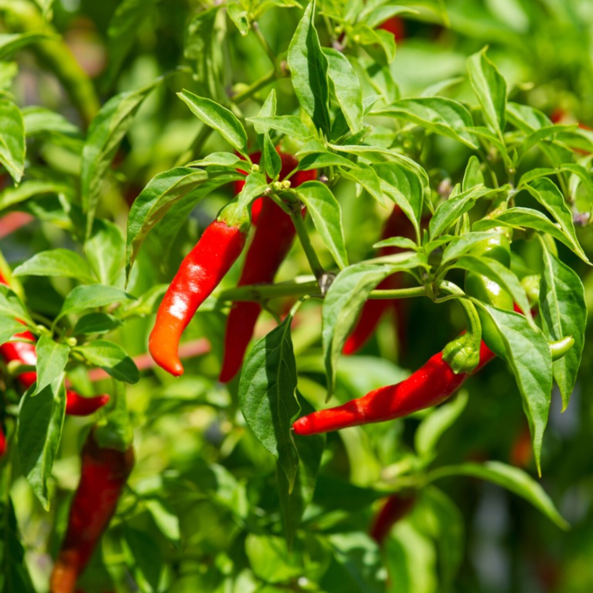 Photo of the plant species Pepper Plant by @ColourfulAnise named Chilli plant on Greg, the plant care app