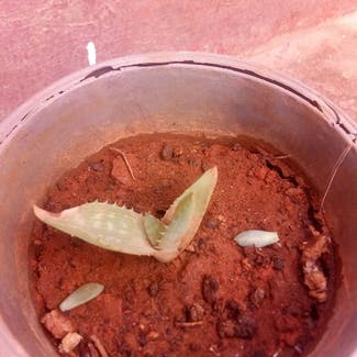 Aloe Vera plant in Oran, Wilaya d'Oran