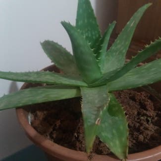 Aloe Vera plant in Oran, Wilaya d'Oran