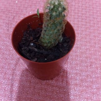 Lady Finger Cactus plant in Oran, Wilaya d'Oran