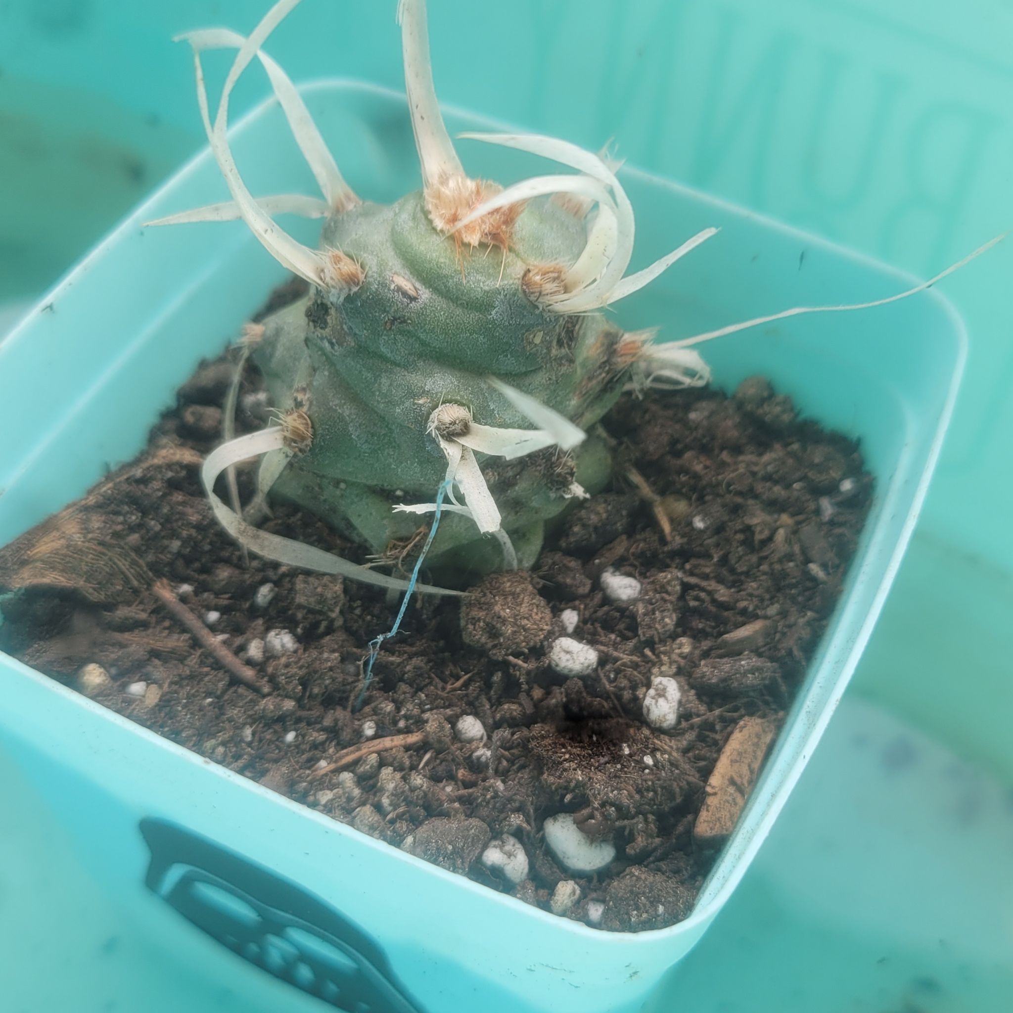 Paper Spine Cactus in a blue pot with visible soil and white spines.