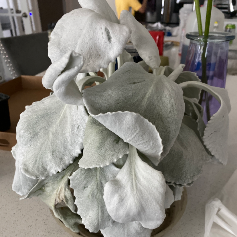 Angel Wings Senecio plant with large, silvery-white leaves, well-framed and in focus.