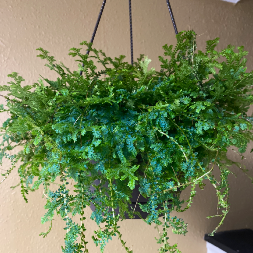 A lush, cascading club moss plant in a hanging basket against a beige wall, with bright green healthy foliage.